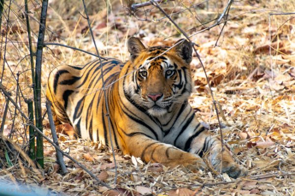 Зеркало тор браузера